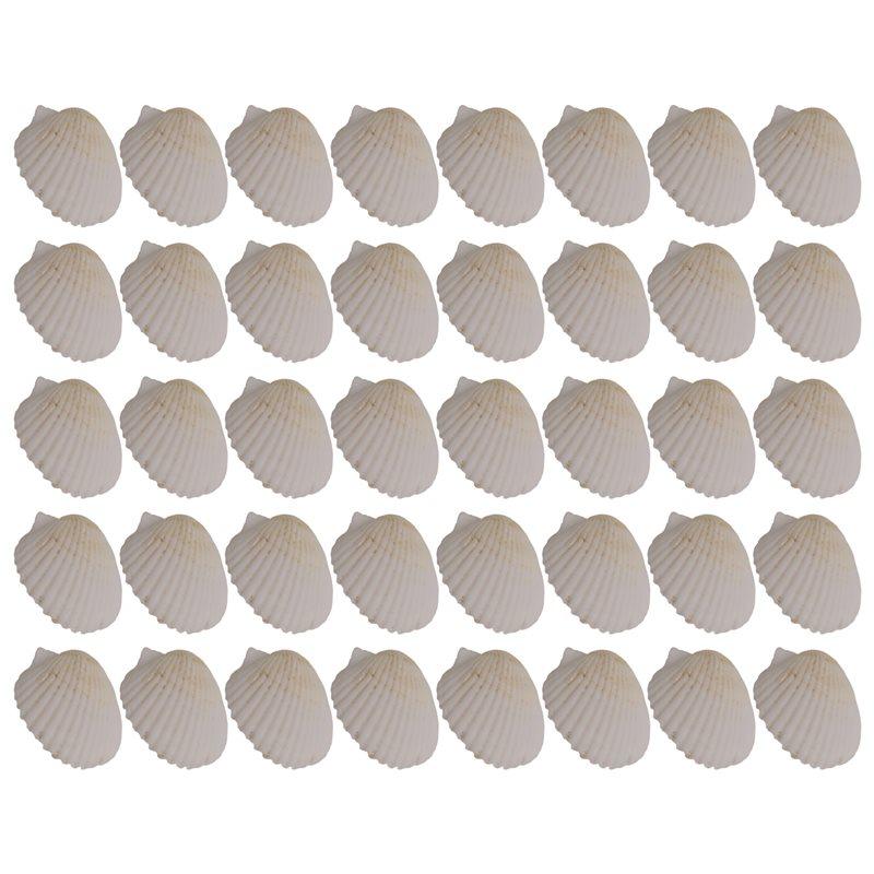 

ABJI-40PCS Natural Scallop Shells 1.4-2.4Inch White Small Sea Shells For Crafts Crafting Shell Bulk Real Seashells белый