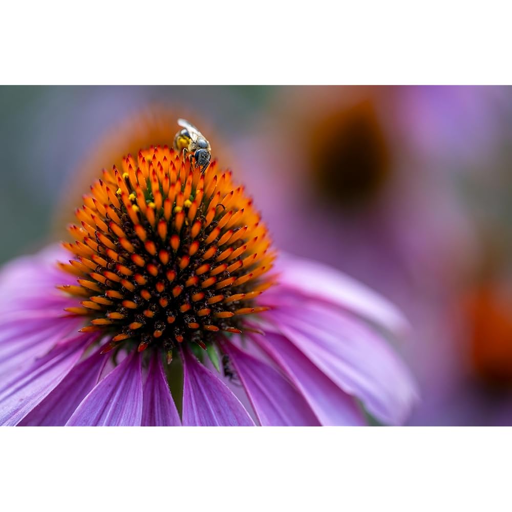 Tamron 90mm F2.8 Di III MACRO VXD for Sony E F072S