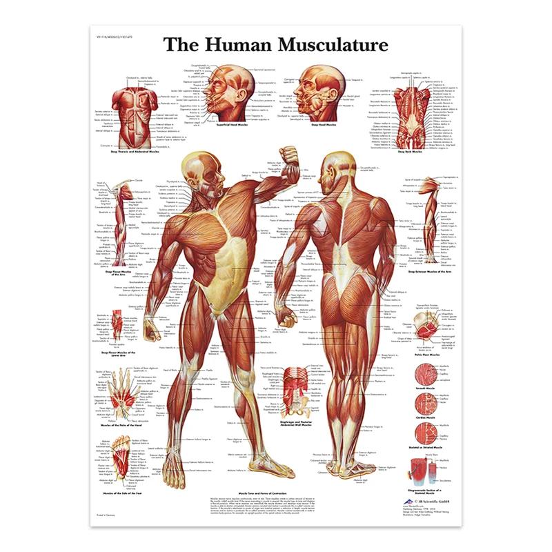 The Body Facial Anatomy Muscle Vessels Detailed Canvas Painting Human Structure Skeleton Education Poster Medical Decoracion