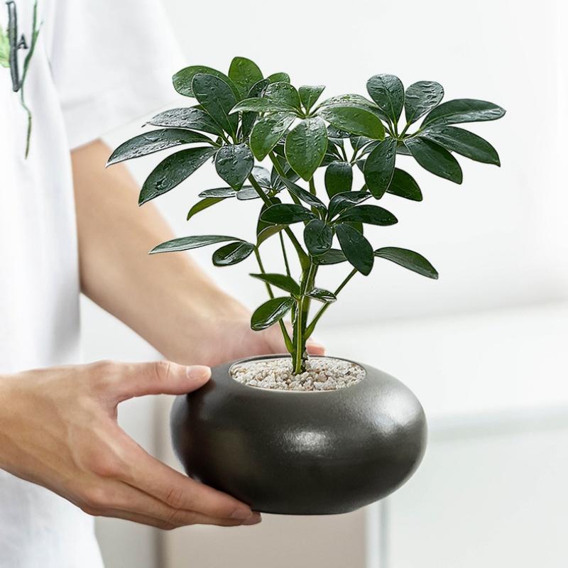 Vaso Fioriera Sasso Geometria Vaso Fioriera Vaso per Piantare Vaso Fioriera Decorazioni Balcone Accessori Piante Succulenta
