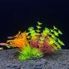 Fish Tank Landscapings Simulation Aquatic Plant Aquarium Decoration Plant Artificial Flowers Ornaments Pet Supplies
