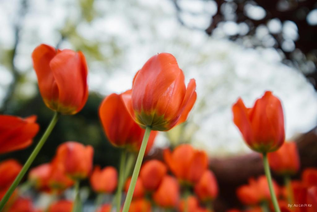 7artisans AF 24mm Prime Lens Sony E Compatible Autofocus Large Aperture STM Lens with Metal Stepless Aperture Ideal for Portrait and 7artisans F1.8