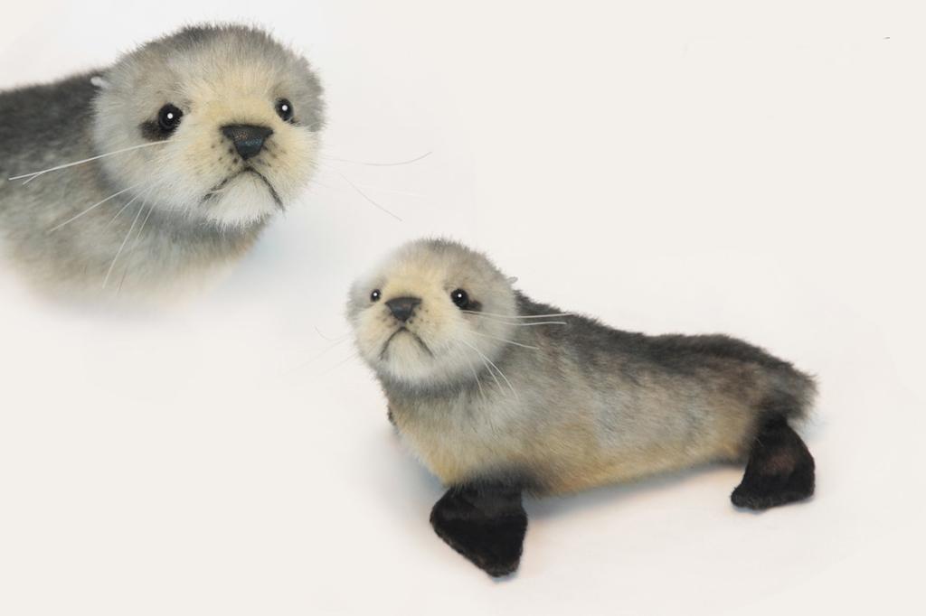 BH6700 HANSA Southern African fur seal pup, 26