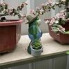 Small Creative Frog Decorative Ornaments Top Quality for Outdoor Courtyard Balcony Garden Succulent Flowerpots Unique Festival