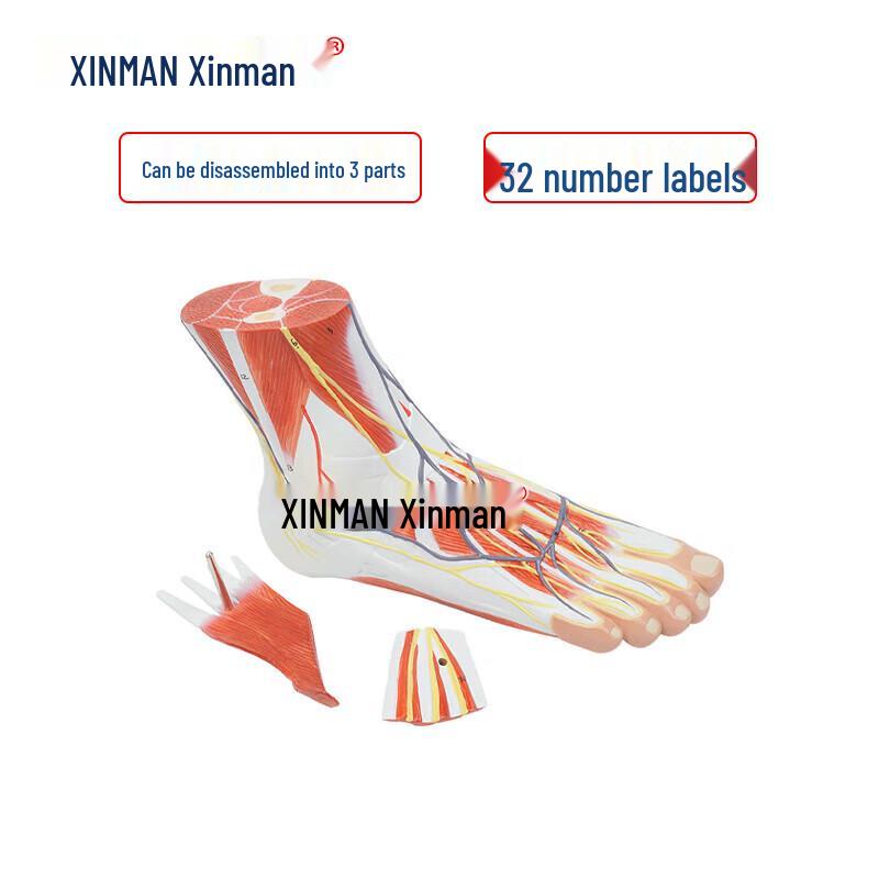 Анатомическая модель стопы XINMAN