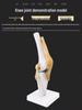 Human Knee Joint Model for Orthopedic Teaching and Display