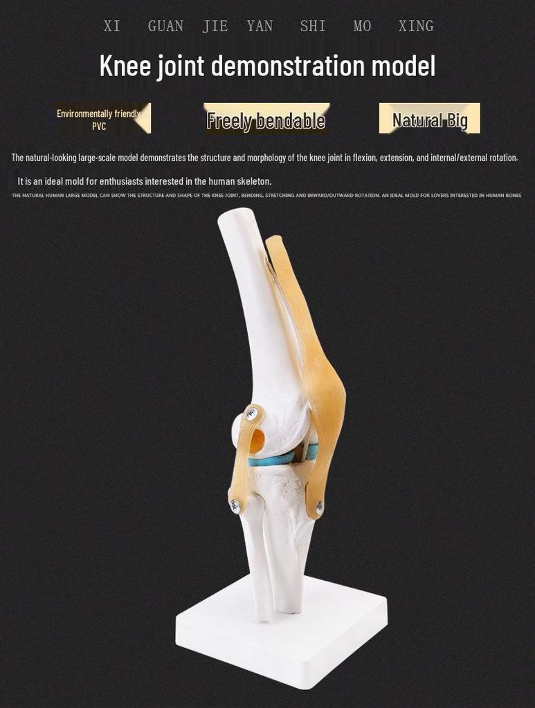 Human Knee Joint Model for Orthopedic Teaching and Display