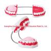Large 6x Magnification Oral Health Teaching Tooth Model