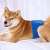 Pet Belly Band Adjustable Leak-proof Fabric Diaper Dog Shorts Pet Physiological Pants for Female Dogs