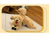 Large Yellow Labrador Puppy Plush Toy - Golden Retriever Doll for Children