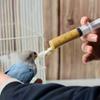 4 Stück-Papagei und Vogel Fütterungsspritzen-Set, mit weichem Löffel, präzises manuelles Fütterungswerkzeug, langlebig und einfach zu verwenden