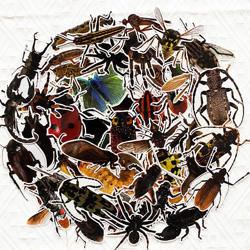 50 Transparent Realistic Insect Decals Butterfly Spider Do-It-Yourself Suitcase Mobile Phone Case Refrigerator Decals