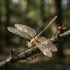 Antique-Style Dragonfly Ornament Handmade Dragonfly Tea Pet Dragonfly Figure Toys  Bogu Frame
