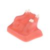 Maxillary Sinus Teeth Model Dental Implant Teaching Model For Dentist Student Practice Studying Oral Medical Model