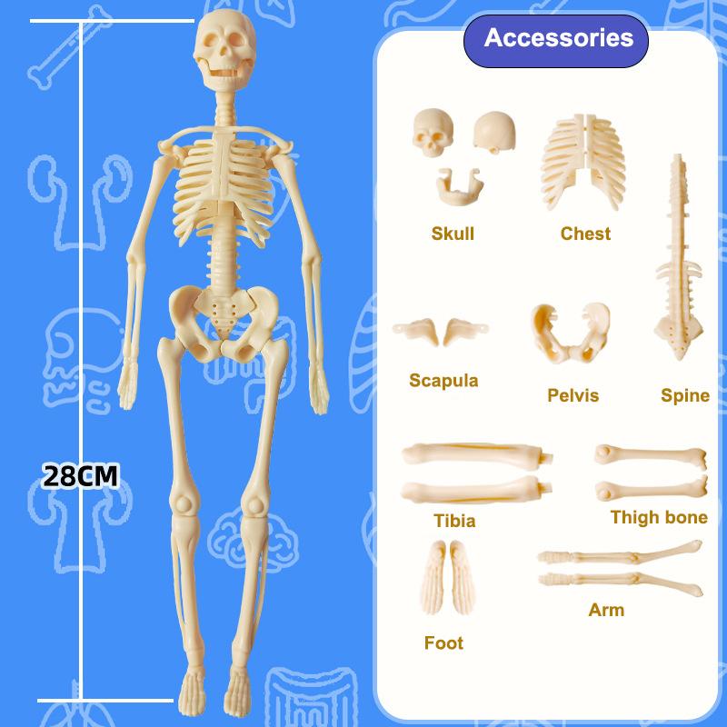 3D Human Torso Model Children s Anatomical Human Skeleton Organ Model Can Be Assembled DIY Human Organ Toys Educational Toys