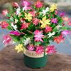 Indoor Mixed Christmas Cactus Seedlings with Buds and Fertilizer