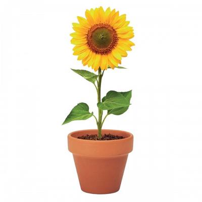 Sonnenblume Terrakotta Samen Pflanztopf