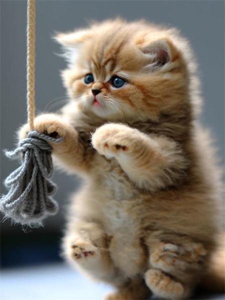 5D Diamond Painting Cat Full Round Mosaic Embroidery Animal Handmade Gift Home Decor