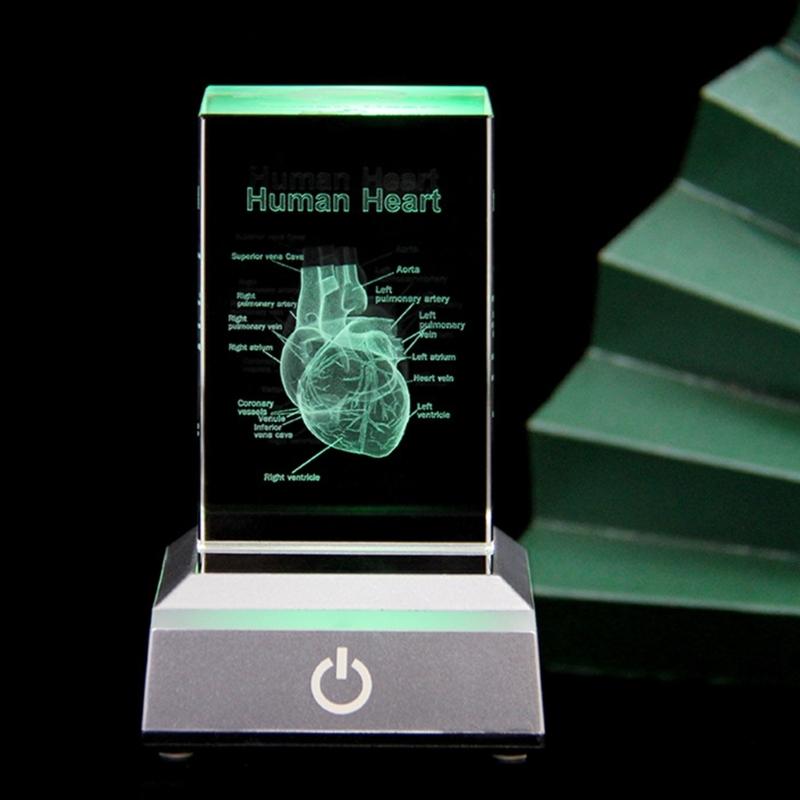 3D Lasers Etched Crystal Human Organs Model Anatomical Heart/Teeth Figurines Glass Paperweight with LED Base Doctor