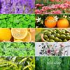 Aromatherapie Ätherisches Öl 10ml Zitrone Eukalyptus Lavendel Eukalyptus Jasmin Rose Minze Orange Aroma Ätherisches Öl