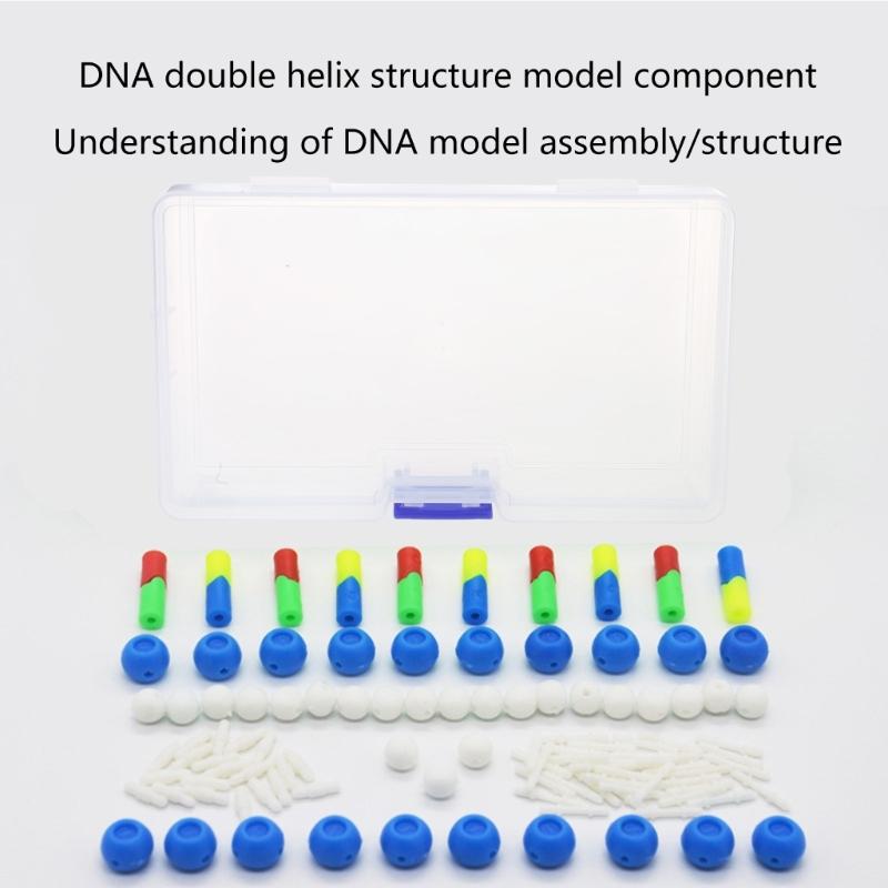 Hands On Assembly DNA Structure Model Double Helix DNA Models For Classroom Teaching Demonstration And Laboratory