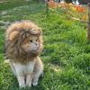 New Cute Funny Pets Clothes Cap Cute Cat Wig Lion Mane Costume Cosplay Kitten Dog Hat with Ears Fancy Party Supplies