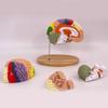 Modelo de Anatomía Cerebral Muestra el Tronco Encefálico y Otras Partes del Cerebro Humano