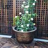 Plastic Bonsai Planter for Lotus Water Lily Planter, Vintage Round Plant Pot, Without Drainage Hole, Style Balcony Basin Extra Large Flower Pot Lotus,