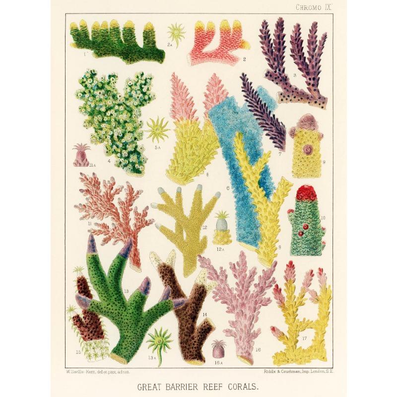 

Винтажный австралийский морской пейзаж Уильяма Сэвилла-Кента, постер с изображением кораллового рифа, морских иглокожих, рыб, холст, настенная живопись, декор для комнаты, домашний декор 21cm×30cm NoFrame