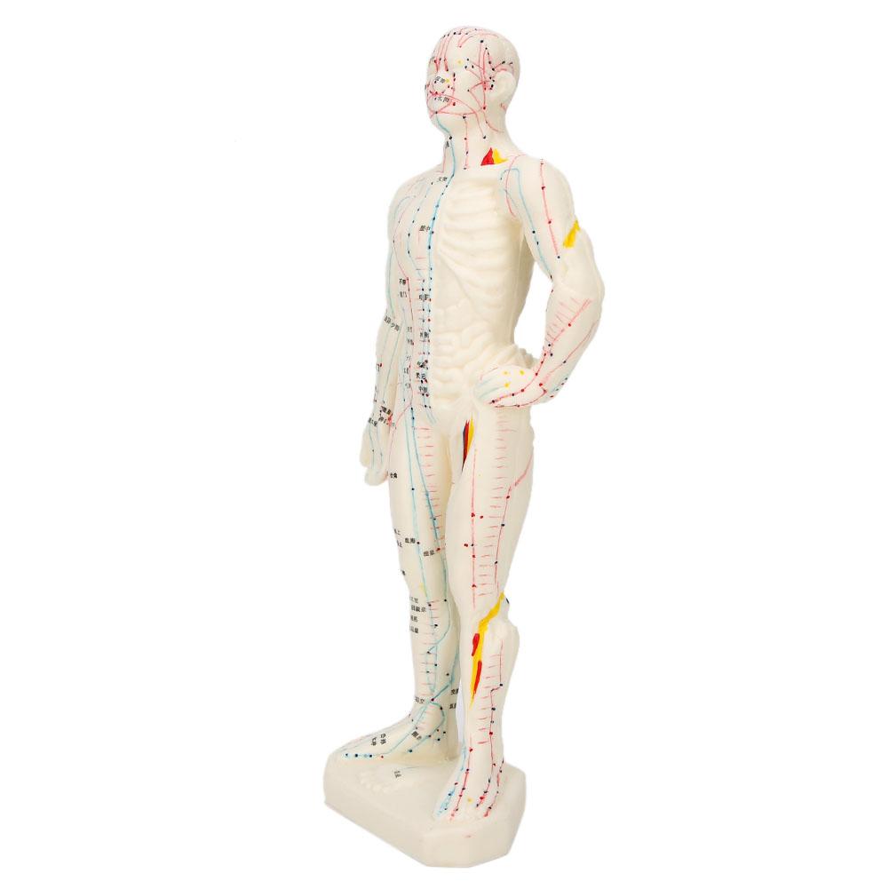 

26 см профессиональный унисекс ПВХ акупунктурная точка модель человеческого тела учебный инструмент