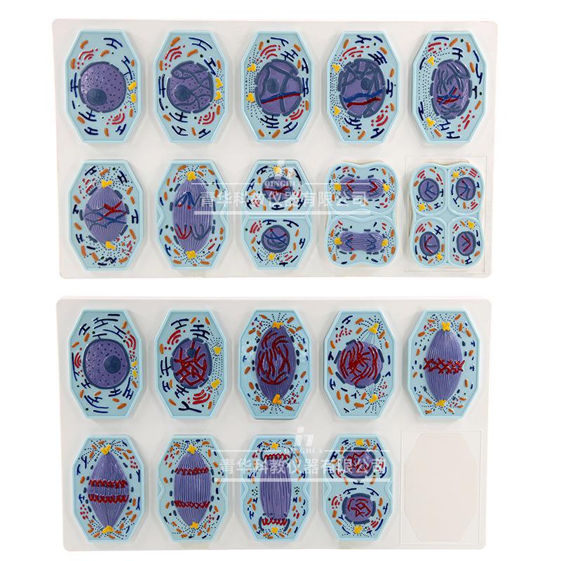 Plant & Animal Cell Models for Middle School Biology: Mitosis & Meiosis Teaching Aids