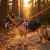 No Pull Dog Harness Front Adjustable Pet Vest Breathable Soft Padded Material Heavy Duty D Ring Sturdy Great Dog Accessories