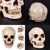 11 Realistlik Elusuuruses Inimese Anatoomia Valge Vaik Koopia Kolju Halloweeni Dekorp