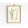 Botanical Vintage Prints Painitng Decoration Botanical Fern Wall Art Posters Modern Flower Wall Art Gift Print Home Room Decor