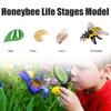 Insects Life Cycle Kit Stages of Insect with Wooden Tray Educational School Project for Kids