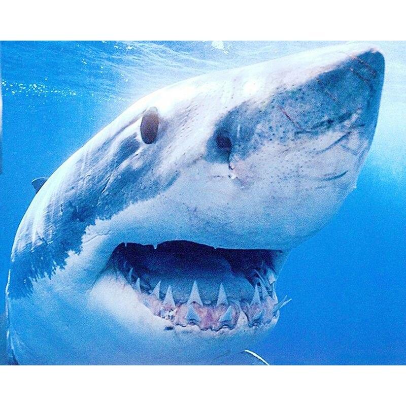 5D Diy Diamond Painting Set Animal Shark Pictures Of Rhinestones Embroidery Mosaic Cross Stitch Home Decor 40x50cm