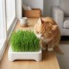 Anti-Pull Out Cat Grass Planter Self-planted Tray Wheat Seedling Pot Growth Planter  Indoor Growing
