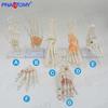 1:1 Anatomical Foot and Ankle Bone Model - Educational and Rehabilitation Aid