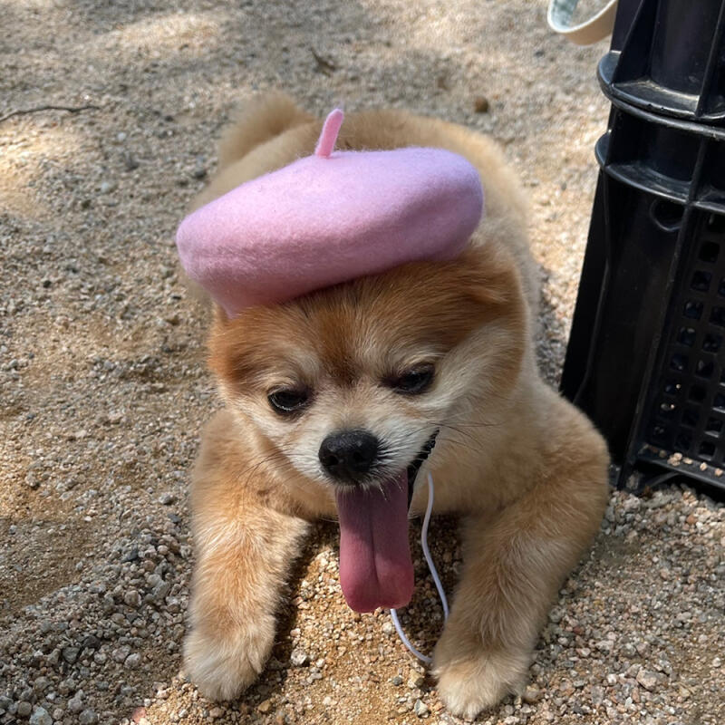 

Pastel beret, puppy, cat, painter, bread hat, accessory Wool (thick)