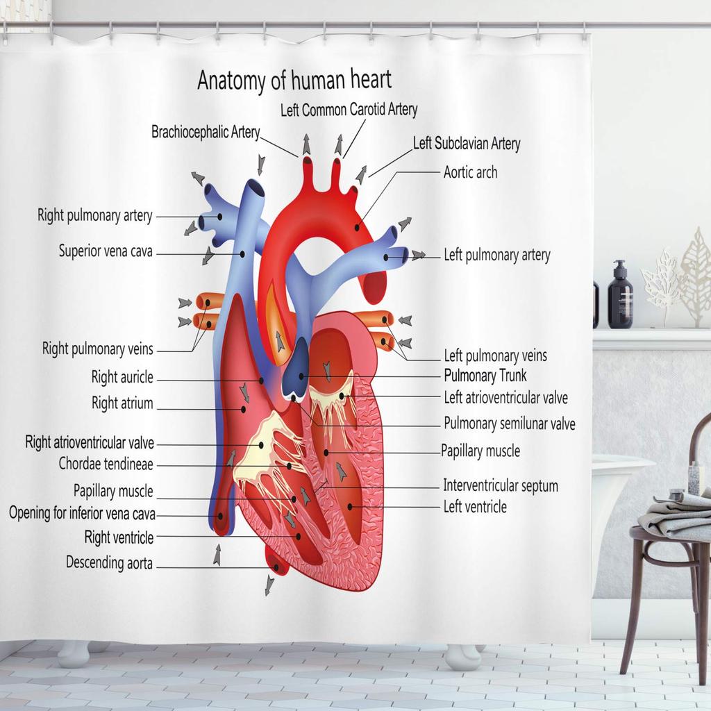 Menschlicher Körper Duschvorhang Illustration Badezimmer Dekor, Wissenschaft Menschliche Anatomie Duschvorhänge, Skelett Schädel Stoff Badezimmer Set