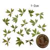 0pcs Pressed Natural Dried Flowers Real Leaves For crafts Material
