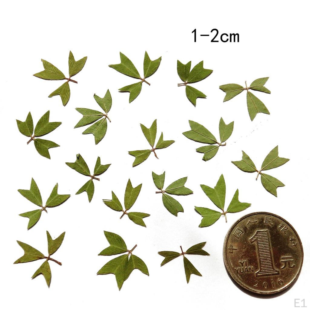 0pcs Pressed Natural Dried Flowers Real Leaves For crafts Material