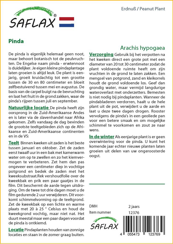 SAFLAX Arašíd - 8 semen - Arachis hypogaea