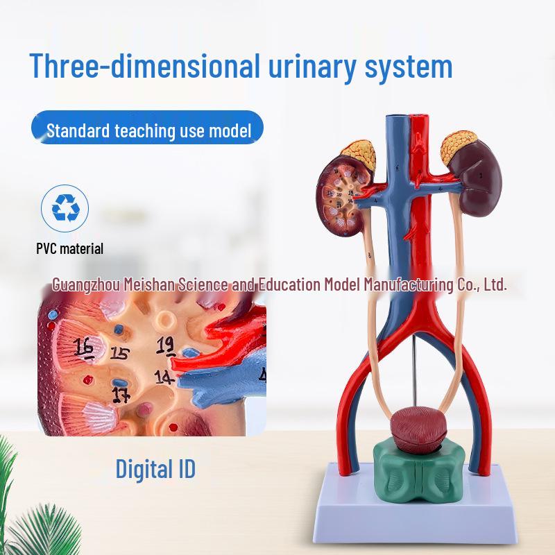 Wall-Mounted Human Urinary System Anatomy Model: