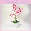 Phalaenopsis Potted Plant Ornament For Office Desk And Living Room Decor