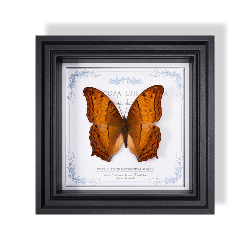 Wall-Mounted Butterfly Specimen Photo Frame: Home Decor & Gift for Valentine's Day, Qixi, Birthday, Couples & Insect Lovers