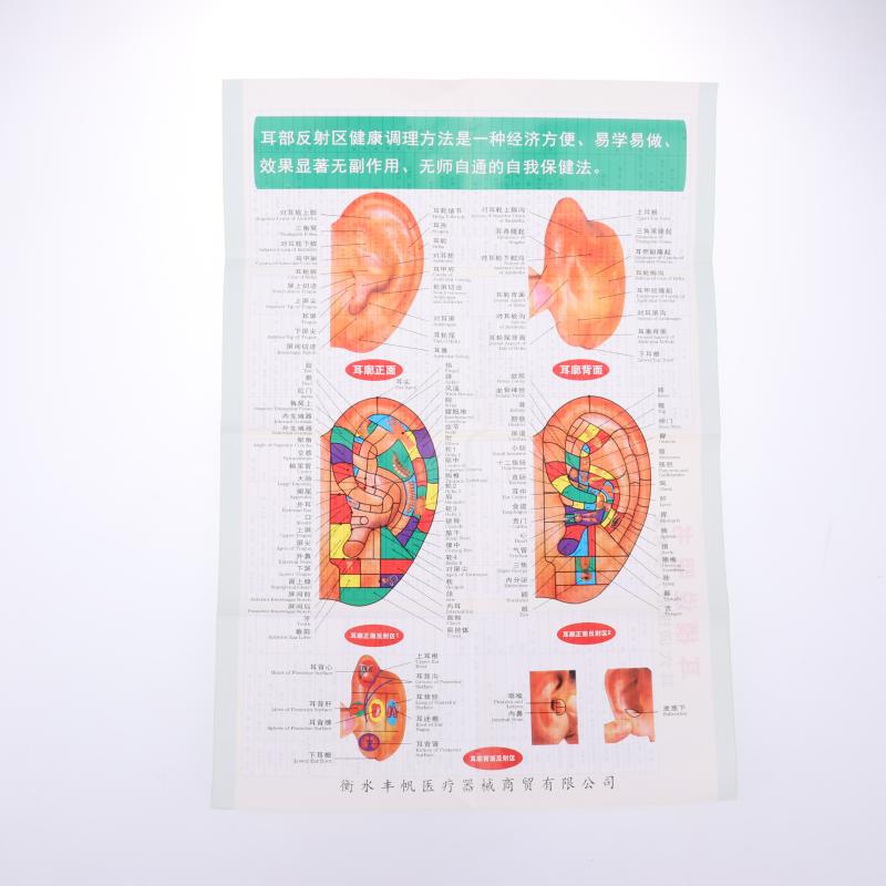 Pvc Material Ear Massage Model Reflex Area Acupoint Teaching Auricle Therapy Tool Ear Acupuncture Model Medical Supplies Health