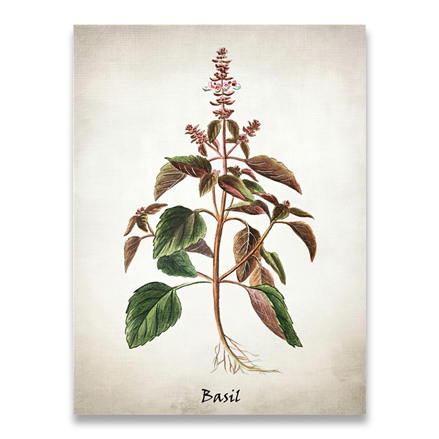 Herb Canvas Art Painting Vintage Herbal Illustrations Posters and Prints Culinary Herbs Botanical Kitchen Wall Art Picture Decor