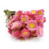 Dried Suchlin - Dry Scale - (Acroclinium) - Pink