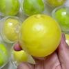 Sensory Fidget Wax Coating Squishy Round Crispy Squeeze Toy Boys Girls Crunch Squishy  Desktop Gift